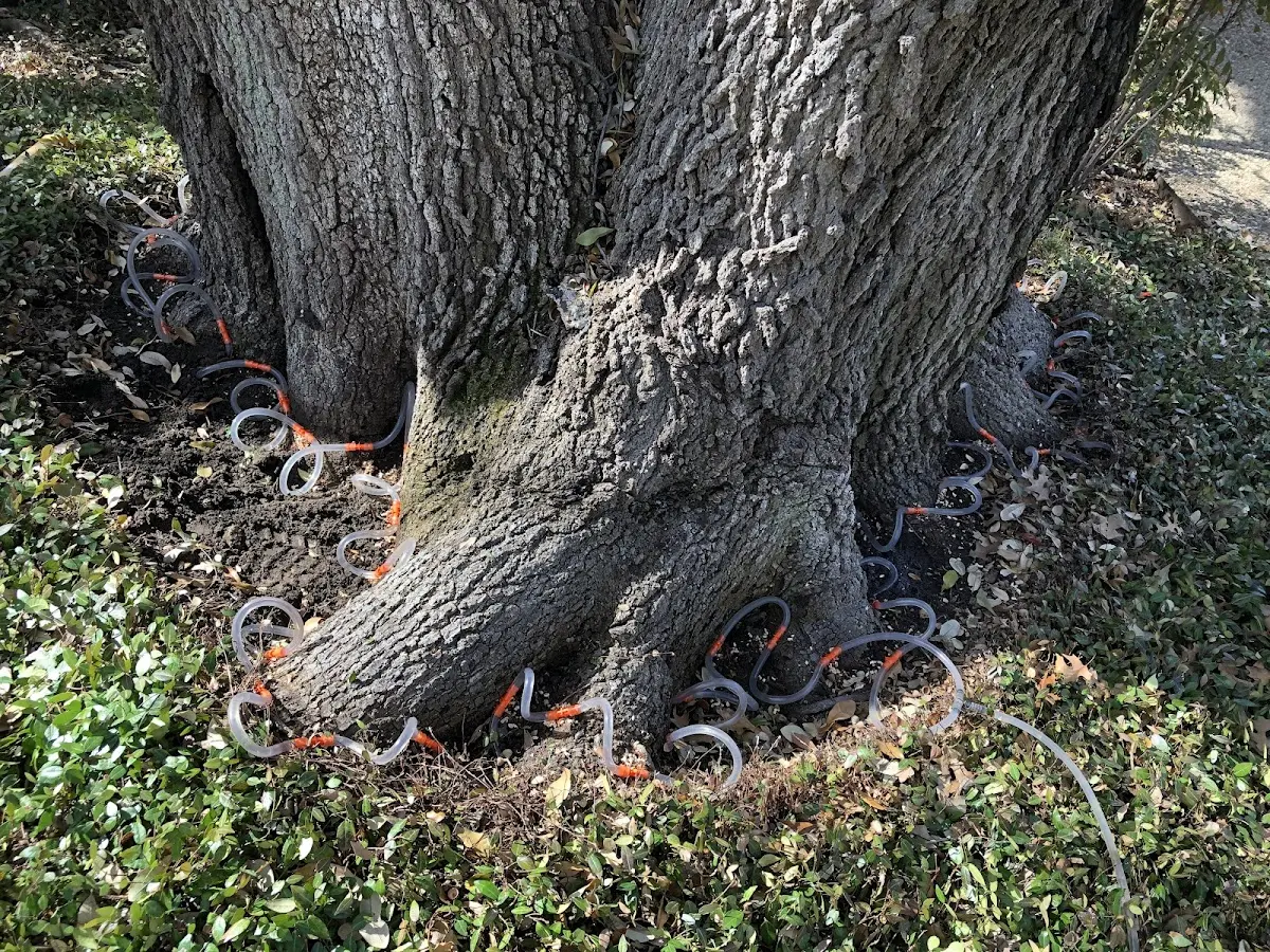 Detailed Tree Cabling and Bracing job site in Breeden