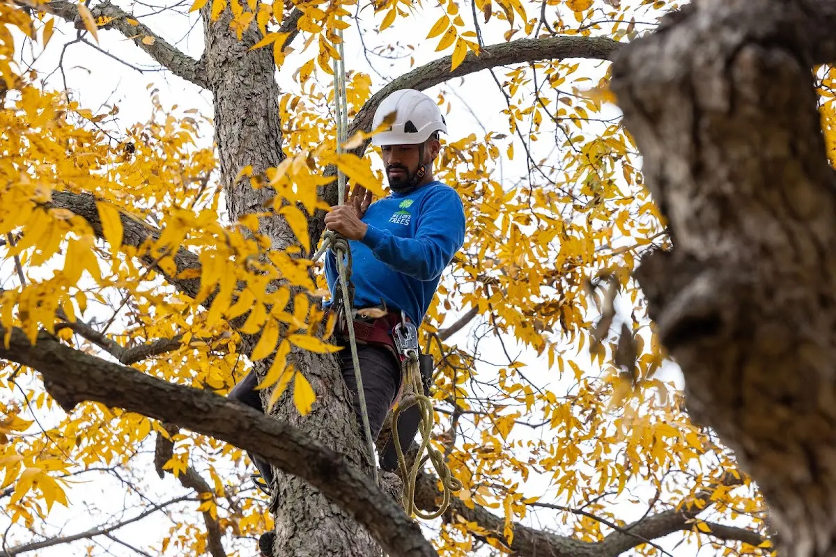 Skilled Tree Transplanting crew working in Breeden